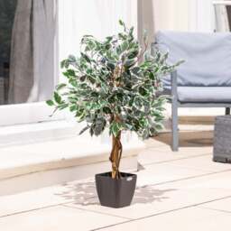 Artificial Variegated Ficus Tree – 3ft, 4ft & 5ft - Christow - thumbnail 2