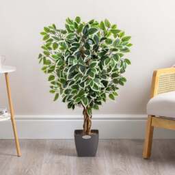 Artificial Variegated Ficus Tree – 3ft, 4ft & 5ft - Christow - thumbnail 1