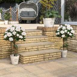 Artificial White Rose Tree – 3ft & 4ft - Christow - thumbnail 3
