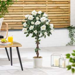 Artificial White Rose Tree – 3ft & 4ft - Christow - thumbnail 2