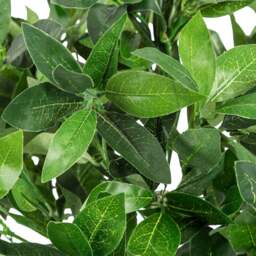 Artificial Bay Tree – 3ft & 4ft - Christow - thumbnail 5
