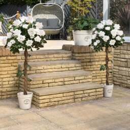 Artificial White Rose Trees – Pair – 3ft & 4ft - Christow