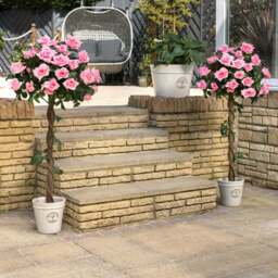 Artificial Pink Rose Trees – Pair – 3ft & 4ft - Christow