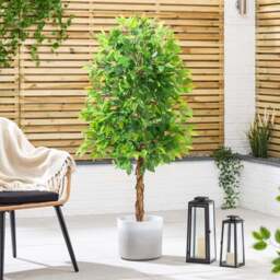 Artificial Ficus Tree – 3ft, 4ft & 5ft - Christow - thumbnail 6