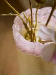 Two Tone Glass vase - thumbnail 2