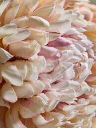 Chrysanthemum Spray - Pink - thumbnail 5
