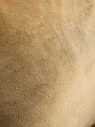 Velvet & Cotton Linen Square Cushion Cover - Nutmeg - thumbnail 4