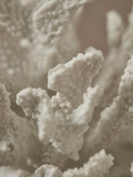 Faux Coral - thumbnail 3