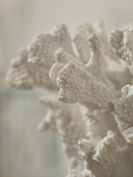 Faux Coral - thumbnail 2