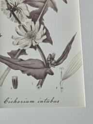 Four Botanical Framed Prints - thumbnail 3