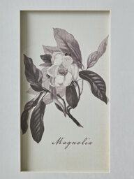 Four Botanical Framed Prints - thumbnail 4