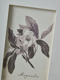 Four Botanical Framed Prints - thumbnail 2