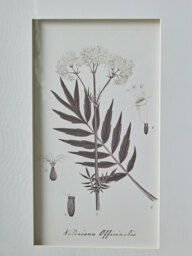 Four Botanical Framed Prints - thumbnail 5