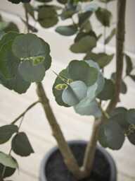 Faux Potted Eucalyptus Tree - Small - thumbnail 3
