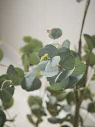 Faux Potted Eucalyptus Tree - Small - thumbnail 4