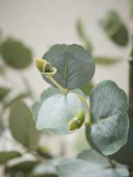 Faux Potted Eucalyptus Tree - Small - thumbnail 2