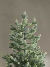 Young Pine Christmas Tree - 6ft - thumbnail 3