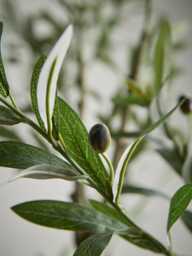 Faux Potted Fruiting Olive Tree - Large - thumbnail 2