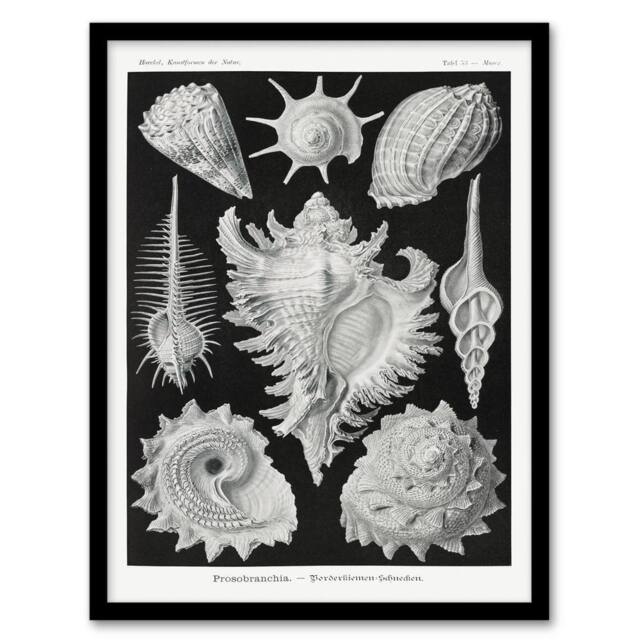 Artery8 Ernst Haeckel Framed Wall Art Sea Snail Shells Vintage Illustration in White - Size: A4 - image 1