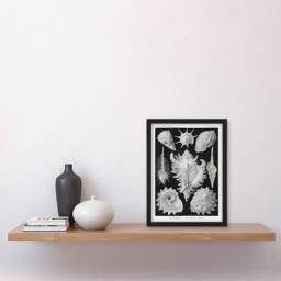 Artery8 Ernst Haeckel Framed Wall Art Sea Snail Shells Vintage Illustration in White - Size: A4 - thumbnail 2