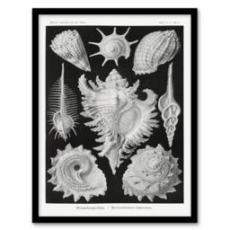 Artery8 Ernst Haeckel Framed Wall Art Sea Snail Shells Vintage Illustration in White - Size: A4 - thumbnail 1