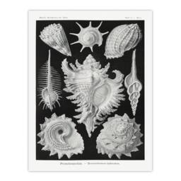 Artery8 Ernst Haeckel Framed Wall Art Sea Snail Shells Vintage Illustration in White - Size: A4 - thumbnail 3