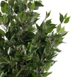 Leaf 110cm Artificial Evergreen Twist Ficus Tree Multicolour Planter in Green - thumbnail 5