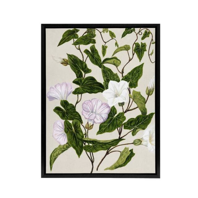 "Artery8 New Zealand Bindweed Wildflowers Featon Framed Canvas Wall Art Print in Beige - Size: W12"" x H16""" - image 1