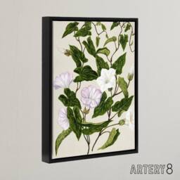 "Artery8 New Zealand Bindweed Wildflowers Featon Framed Canvas Wall Art Print in Beige - Size: W12"" x H16""" - thumbnail 2