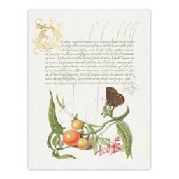 Artery8 Model Book of Calligraphy Framed Wall Art Butterfly Cherries & Milkwort in White - Size: A4 - thumbnail 3