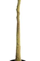 Living and Home 1.58m Artificial Lemon Tree Potted Plant Home Decor for Living Room, Hallway & Balcony in Green - thumbnail 3