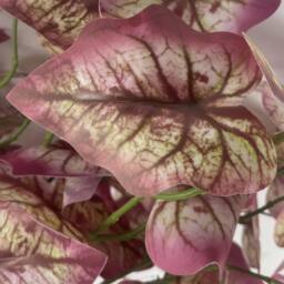 Leaf Artificial Faux Foliage Purple 85cm Realistic Pack of 6 - thumbnail 7