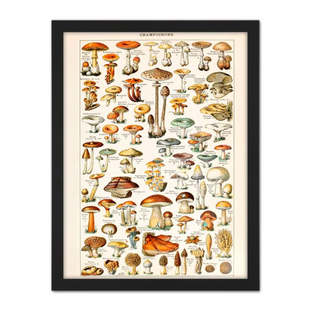 "Artery8 Wall Art Print Millot Encyclopedia Page Mushrooms Fungus Large Framed Wall Décor Art in Black - Size: W18"" x H24""" - image 1