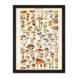 "Artery8 Wall Art Print Millot Encyclopedia Page Mushrooms Fungus Large Framed Wall Décor Art in Black - Size: W18"" x H24""" - thumbnail 1
