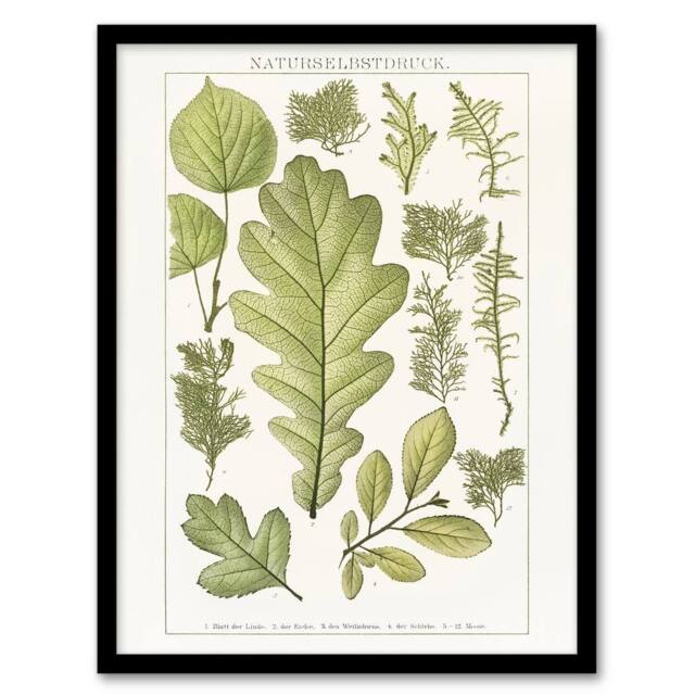 Artery8 Plant Lover Leaves Brockhaus Lexikon Vintage Framed Wall Art Print in White - Size: A4 - image 1