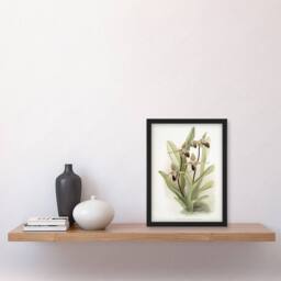 Artery8 Frederick Sander Cypripedium Rothschildianum Orchid Framed Art Print - Size: A4 - thumbnail 4