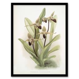 Artery8 Frederick Sander Cypripedium Rothschildianum Orchid Framed Art Print - Size: A4 - thumbnail 1