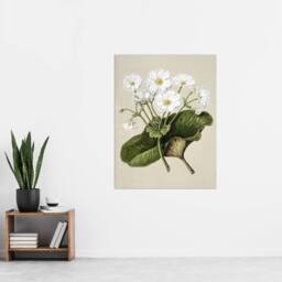 "Artery8 New Zealand Mountain Lily Flowers Featon Wall Art Poster Print in Beige - Size: W24"" x H32""" - thumbnail 4