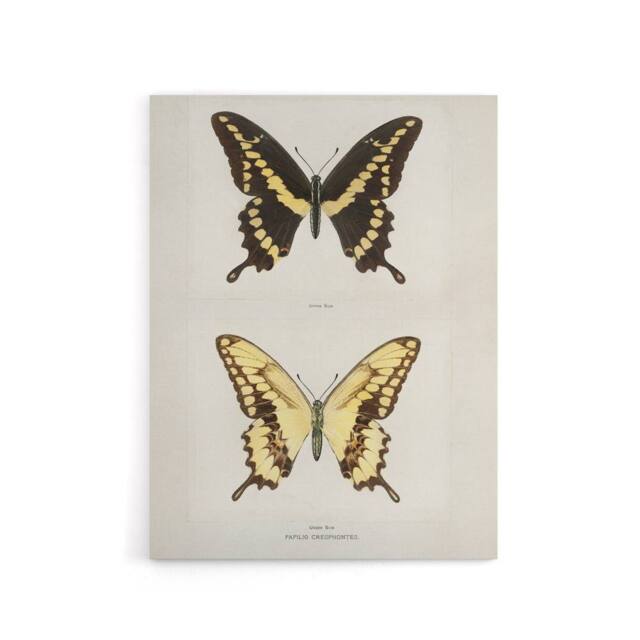 "Artery8 Giant Swallowtail Butterfly Sherman Denton Canvas Wall Art Print in White - Size: W12"" x H16""" - image 1