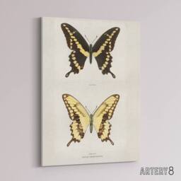 "Artery8 Giant Swallowtail Butterfly Sherman Denton Canvas Wall Art Print in White - Size: W12"" x H16""" - thumbnail 2