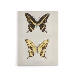 "Artery8 Giant Swallowtail Butterfly Sherman Denton Canvas Wall Art Print in White - Size: W12"" x H16""" - thumbnail 1