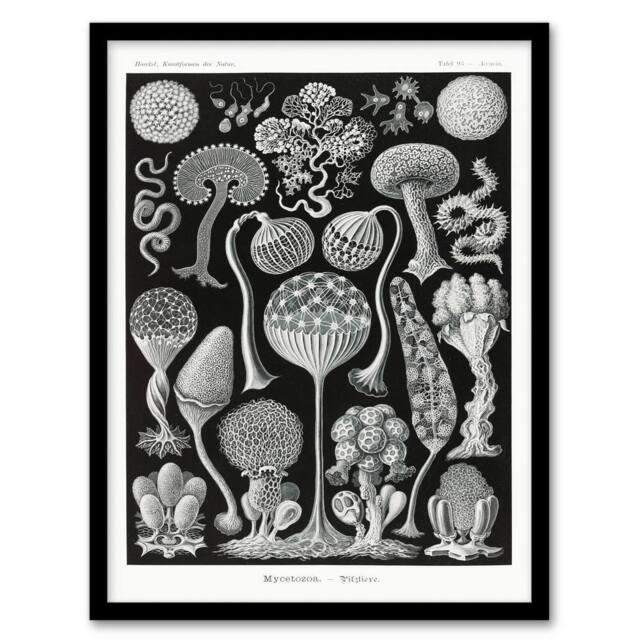 Artery8 Ernst Haeckel Framed Wall Art Print Mycetozoa Intricate Slime Molds in Black - Size: A4 - image 1