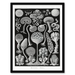Artery8 Ernst Haeckel Framed Wall Art Print Mycetozoa Intricate Slime Molds in Black - Size: A4 - thumbnail 1