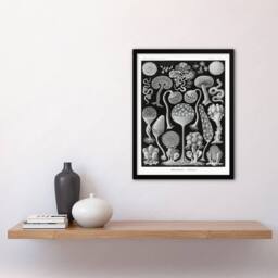 Artery8 Ernst Haeckel Framed Wall Art Print Mycetozoa Intricate Slime Molds in Black - Size: A4 - thumbnail 2