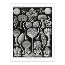 Artery8 Ernst Haeckel Framed Wall Art Print Mycetozoa Intricate Slime Molds in Black - Size: A4 - thumbnail 3