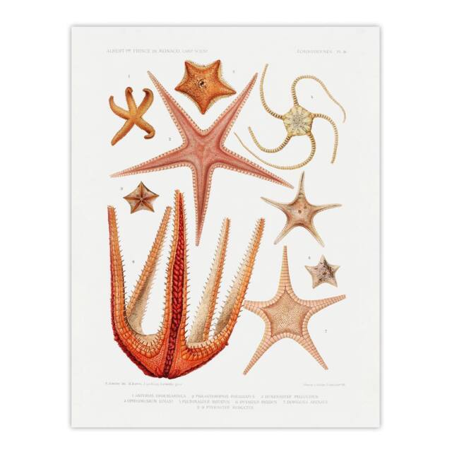 "Artery8 Starfish Biodiversity Illustration Albert I Wall Art Poster Print in White - Size: W12"" x H16""" - image 1