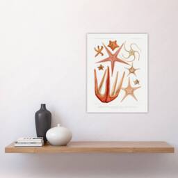 "Artery8 Starfish Biodiversity Illustration Albert I Wall Art Poster Print in White - Size: W12"" x H16""" - thumbnail 4