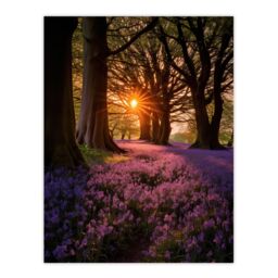 "Artery8 Wall Art Print Purple Bluebell Woods At Dawn Sunrise Peaceful Elegant Artwork Poster - Size: W12"" x H16""" - thumbnail 1