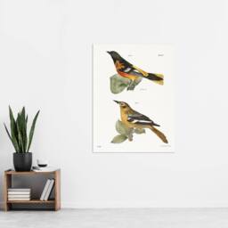 "Artery8 James Ellsworth De Kay Golden Oriole & Ditto Wall Art Print in White - Size: W18"" x H24""" - thumbnail 4