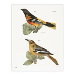 "Artery8 James Ellsworth De Kay Golden Oriole & Ditto Wall Art Print in White - Size: W18"" x H24""" - thumbnail 1